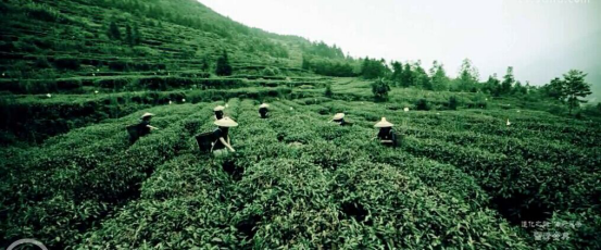 茶園宣傳片，廣告宣傳片